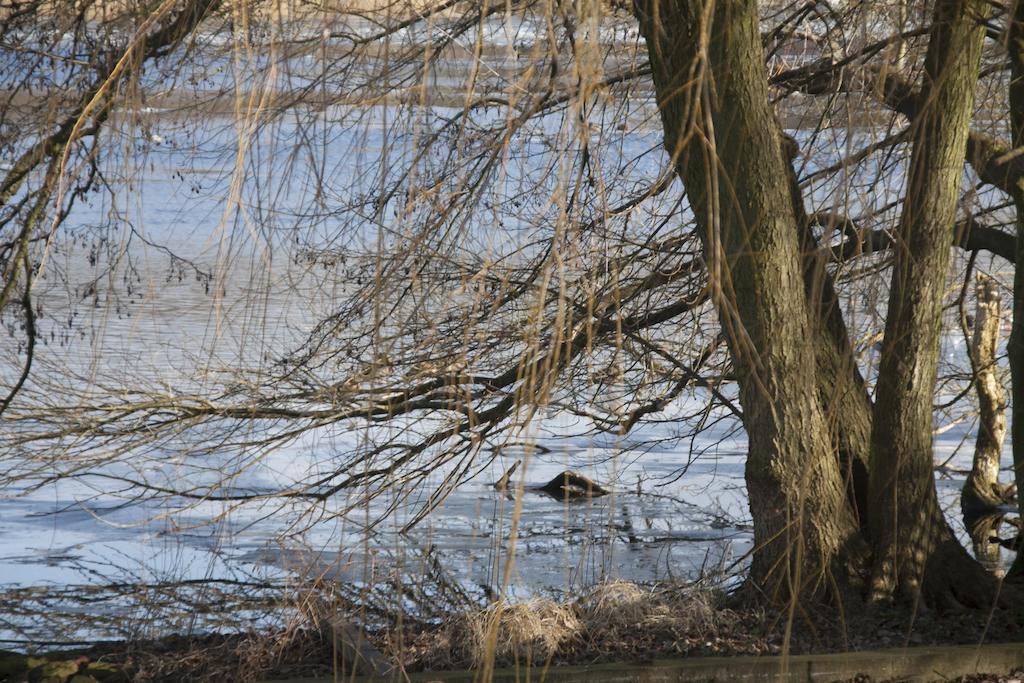 Villa Weissensee بوتسدام المظهر الخارجي الصورة